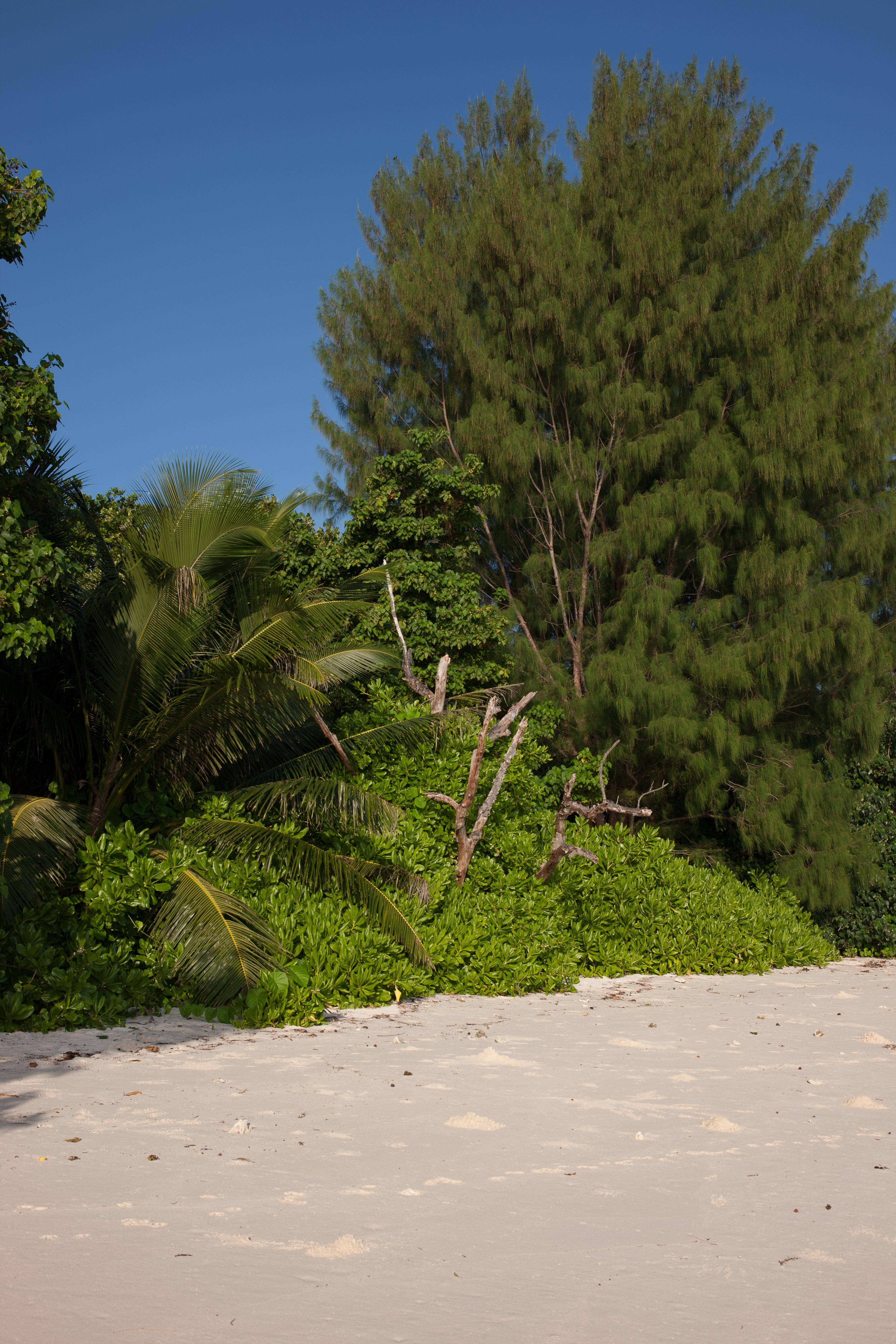 Le Relax Luxury Lodge (Adults Only) La Digue Buitenkant foto